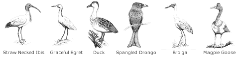  Birds commonly found on the Kommo Toera Trail